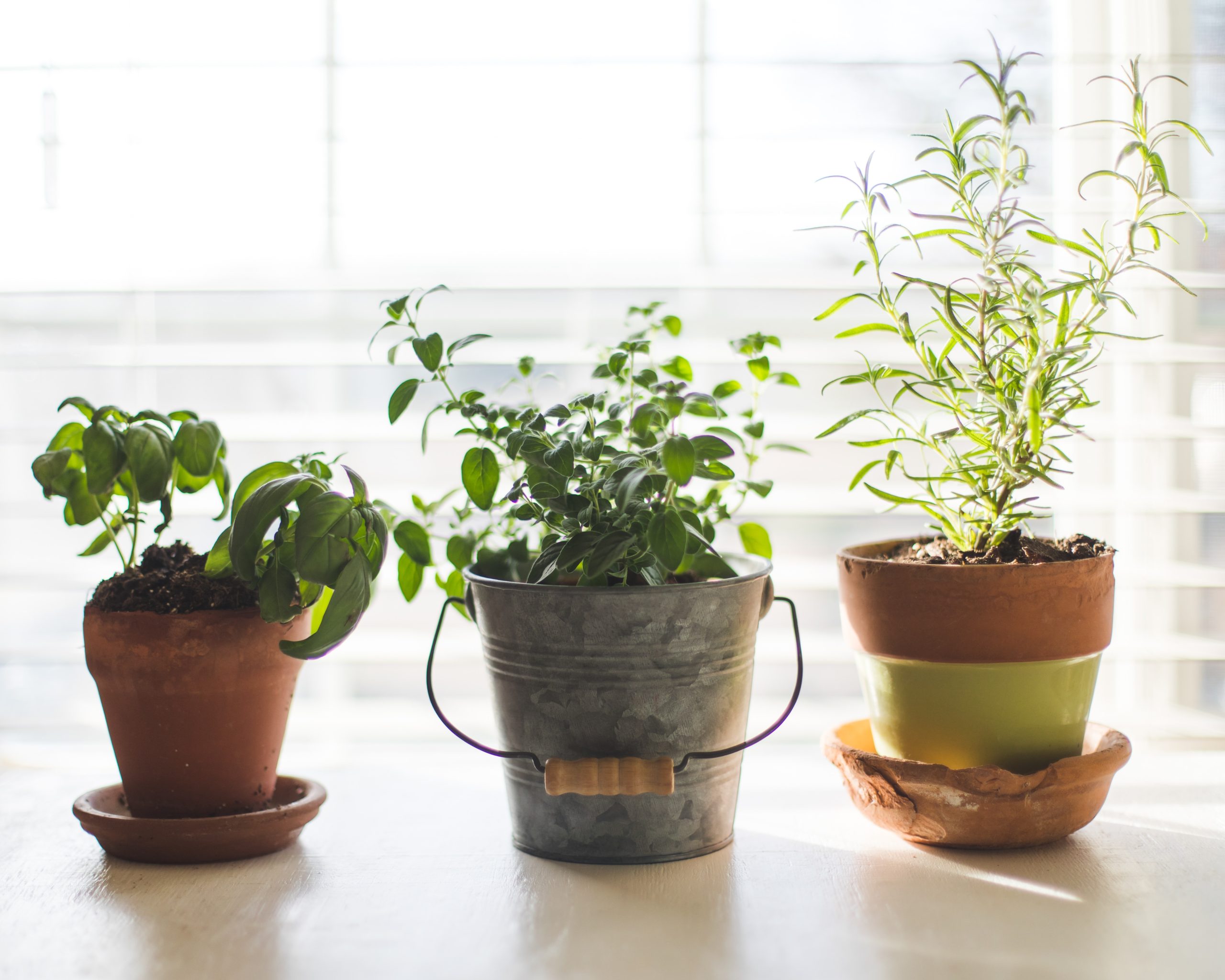 herbs in pots